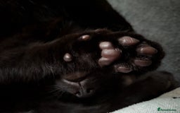 British Shorthair cats for sale: Mr Marlon  in Huddersfield - Image 3