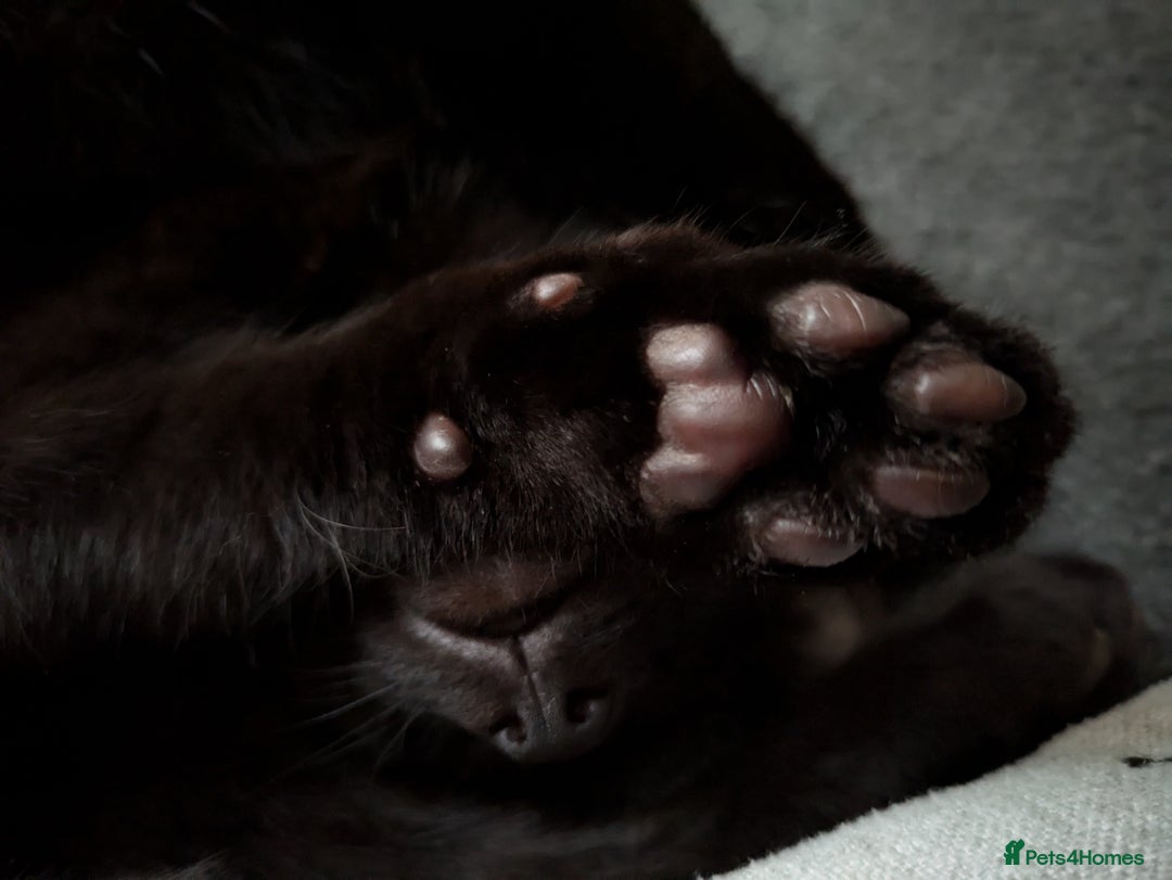 British Shorthair cats for sale: Mr Marlon  in Huddersfield - Image 3