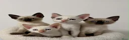Cornish Rex cats for sale: 🐾 Beautiful Kittens Ready for Reservation 🐾 - Advert 5