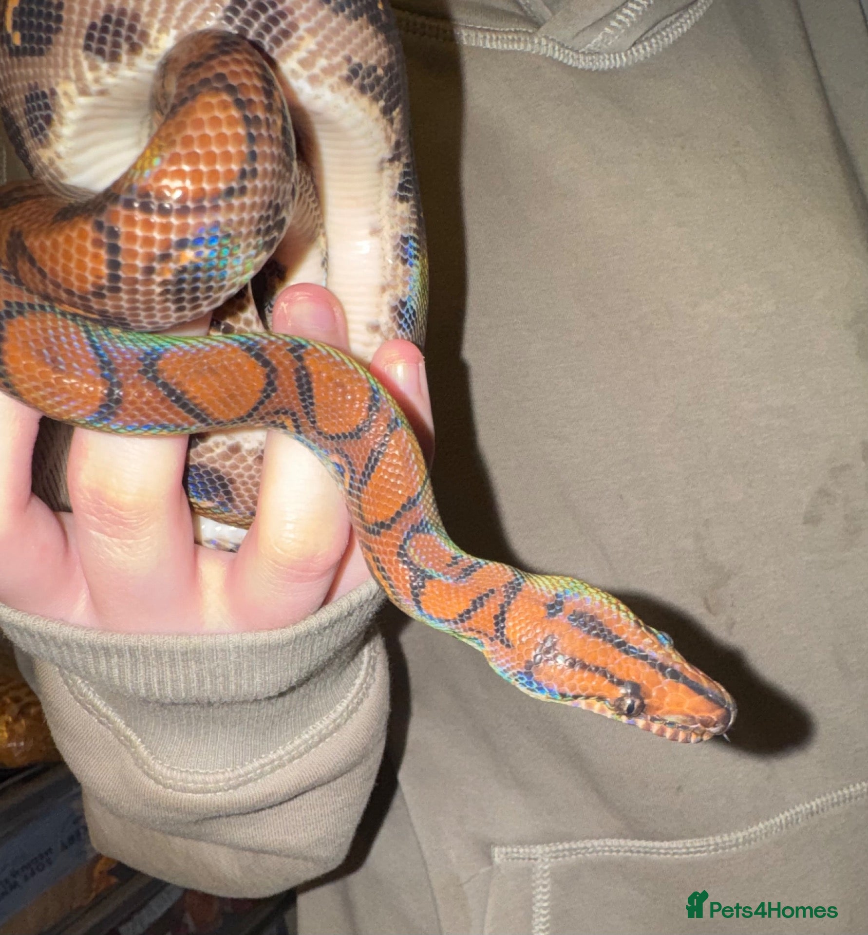 Boa Snake reptiles Juvenile male Brazillian Rainbow Boa - Advert 20