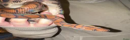 Boa Snake reptiles for sale: Juvenile male Brazillian Rainbow Boa - Advert 1