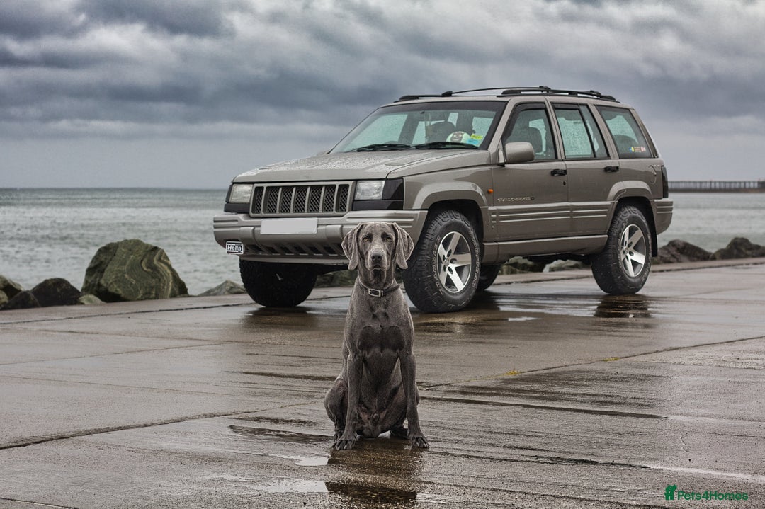 Weimaraner dogs for stud: No Cost 1 Year Old Blue Weimaraner For Stud - Advert 13