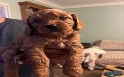 Cavapoo dogs for sale: Gorgeous Cavapoo's 2 available  - Image 22