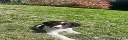 English Springer Spaniel dogs for sale: Gorgeous English Springer Spaniels - Advert 8