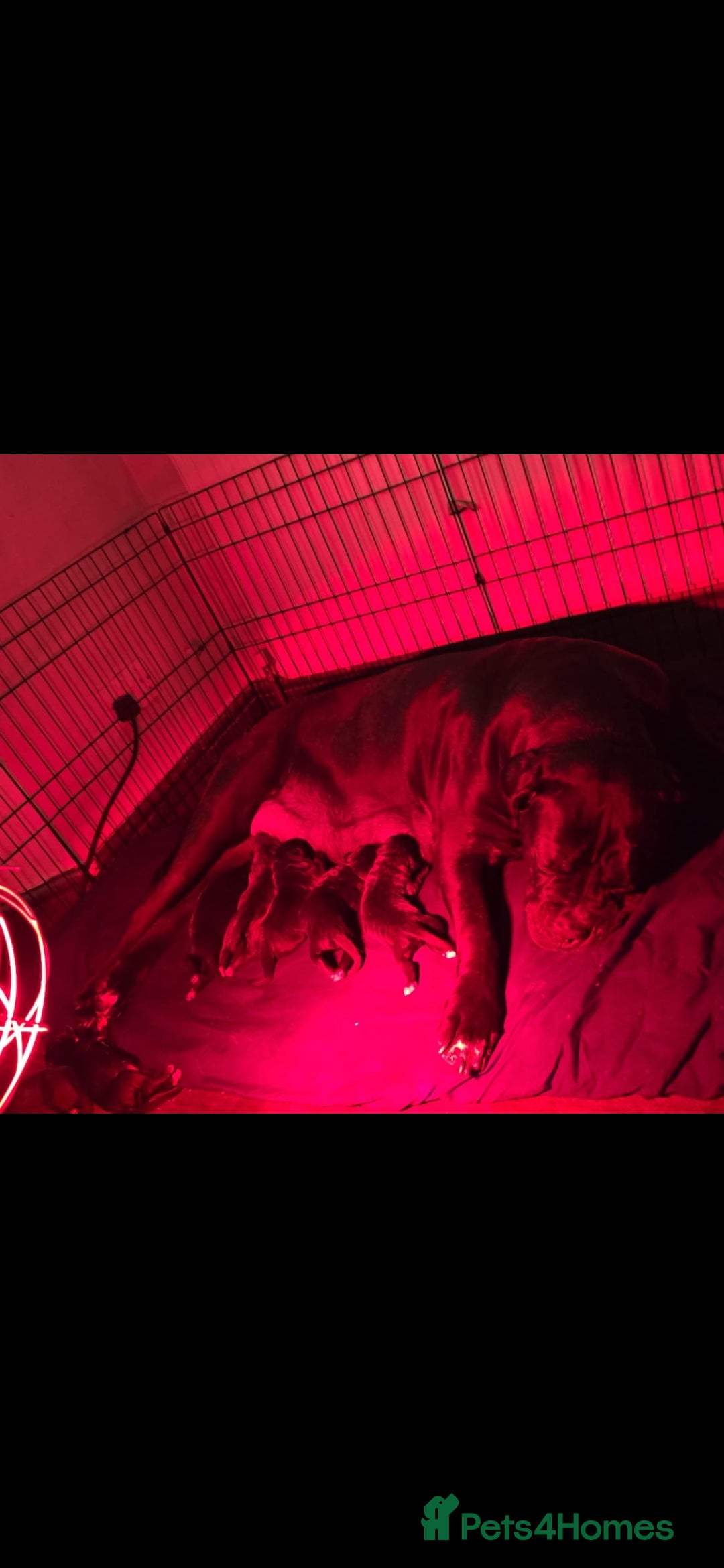 Cane Corso dogs for sale: 8 beautiful pedigree Cane Corso puppies - Image 8