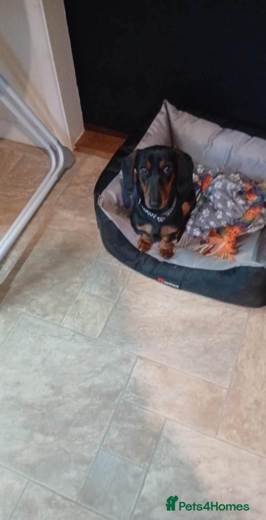 Dachshund dogs for sale: Trigger  - Advert 1