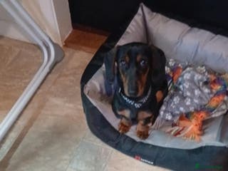 Dachshund dogs Trigger - Advert 5