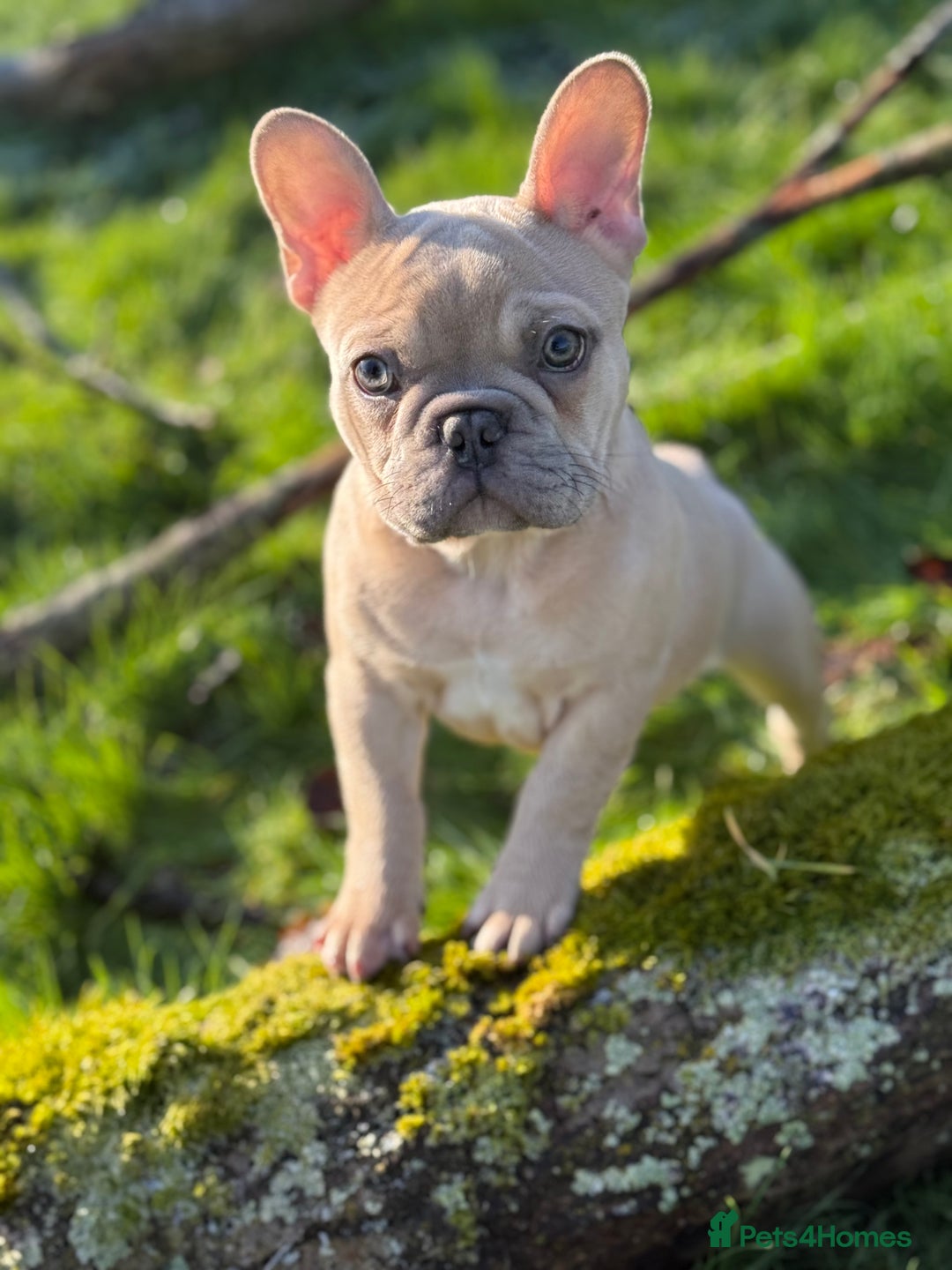 French Bulldog dogs for stud: French bulldog Stud - Advert 6