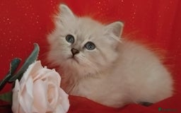 Siberian cats for sale: Siberian kittens for sale  - Image 4