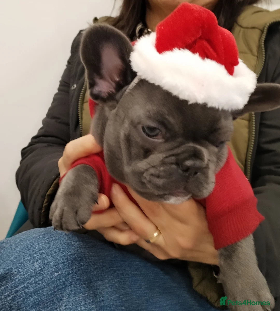 French Bulldog dogs for sale: French bulldog female blue colour - Advert 10
