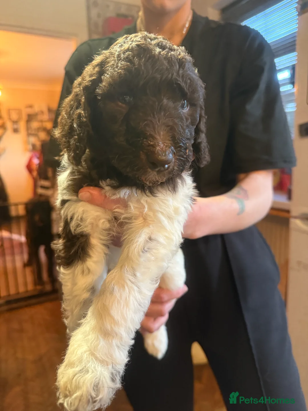 Standard Poodle dogs for sale: Standard poodle puppies  - Advert 7