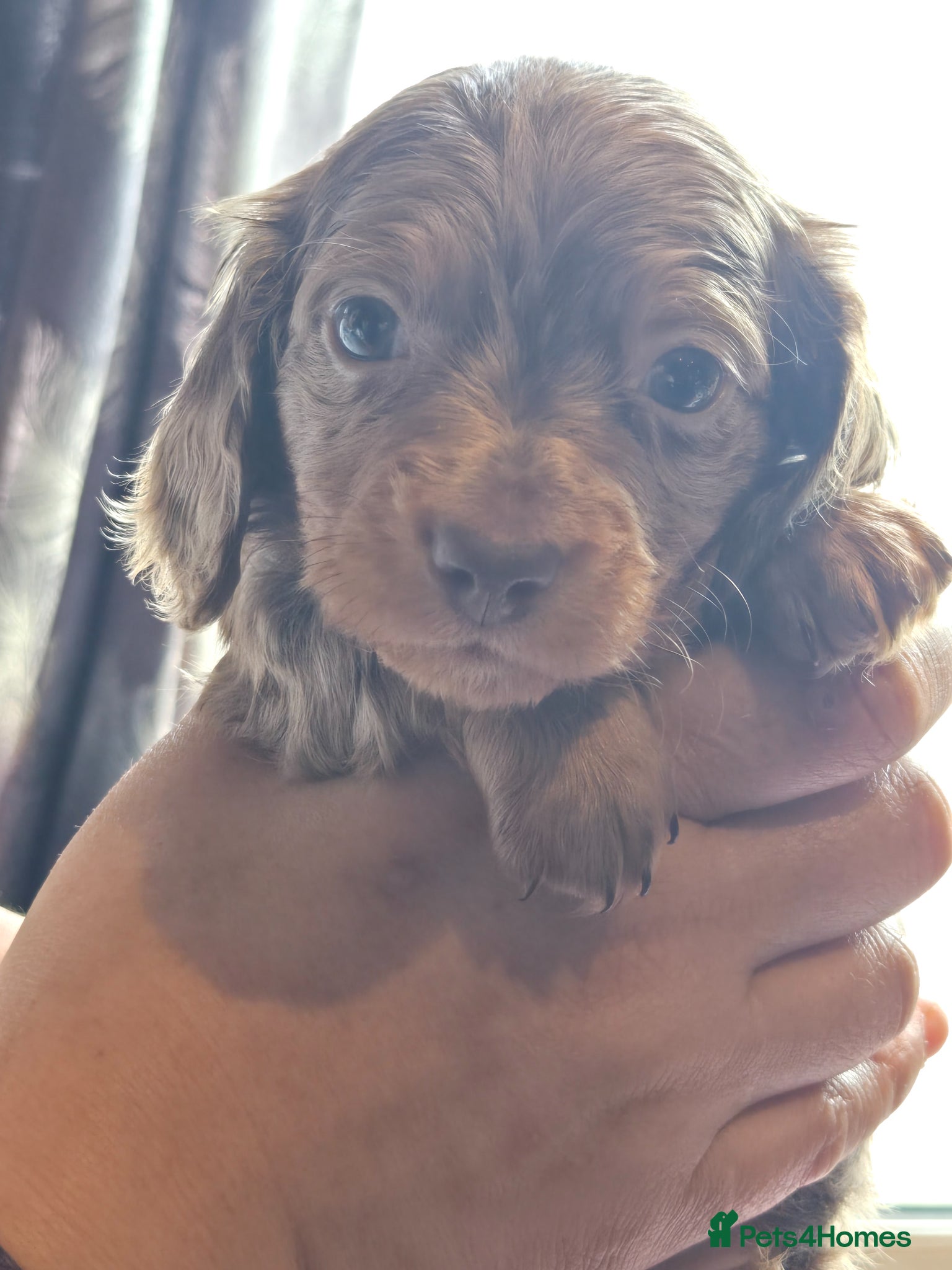 Dachshund dogs for sale: 5 gorgeous dachshund puppies for loving homes in Ludlow - Advert 6