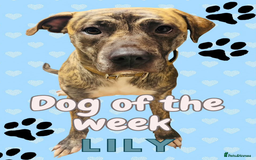Presa Canario dogs for adoption: Lilly – Loyal, Smart Presa Cross Needs Space in Pontefract - Image 1