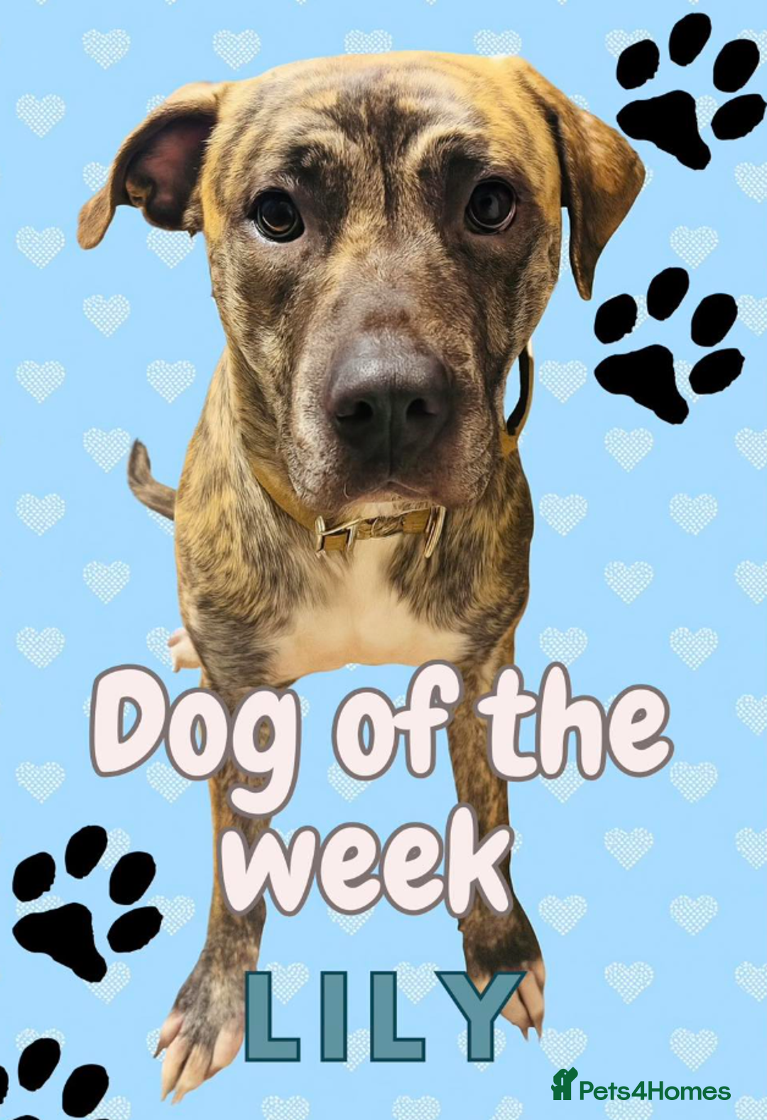 Presa Canario dogs for adoption: Lilly – Loyal, Smart Presa Cross Needs Space in Pontefract - Image 1