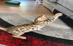 Bengal cats for sale: Bengal kittens - Image 22