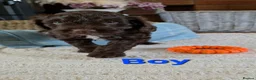Cockapoo dogs for sale: Beautiful cockapoo puppies   - Advert 24