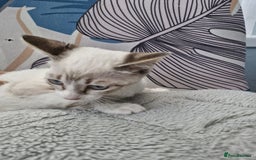 Snowshoe cats for sale:  pedigree Tica reg  snowshoes  READY NOW - Image 6