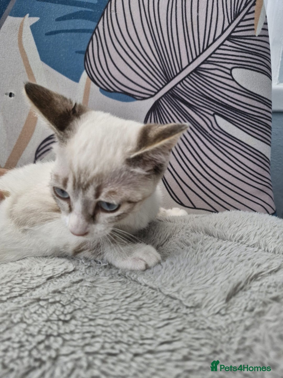 Snowshoe cats for sale:  pedigree Tica reg  snowshoes  READY NOW - Image 6