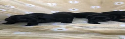 Doxiepoo dogs for sale: F1 daxiepoo puppies  - Advert 20