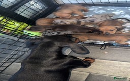 Miniature Dachshund dogs for sale: Miniature dachshund  - Image 14