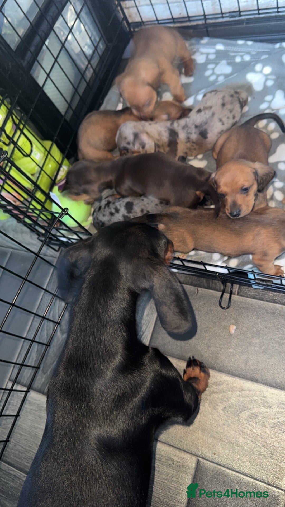 Miniature Dachshund dogs for sale: Miniature dachshund  - Image 14