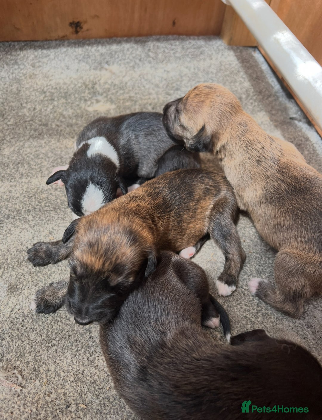 Lurcher dogs for sale: Lurcher puppies  - Image 3
