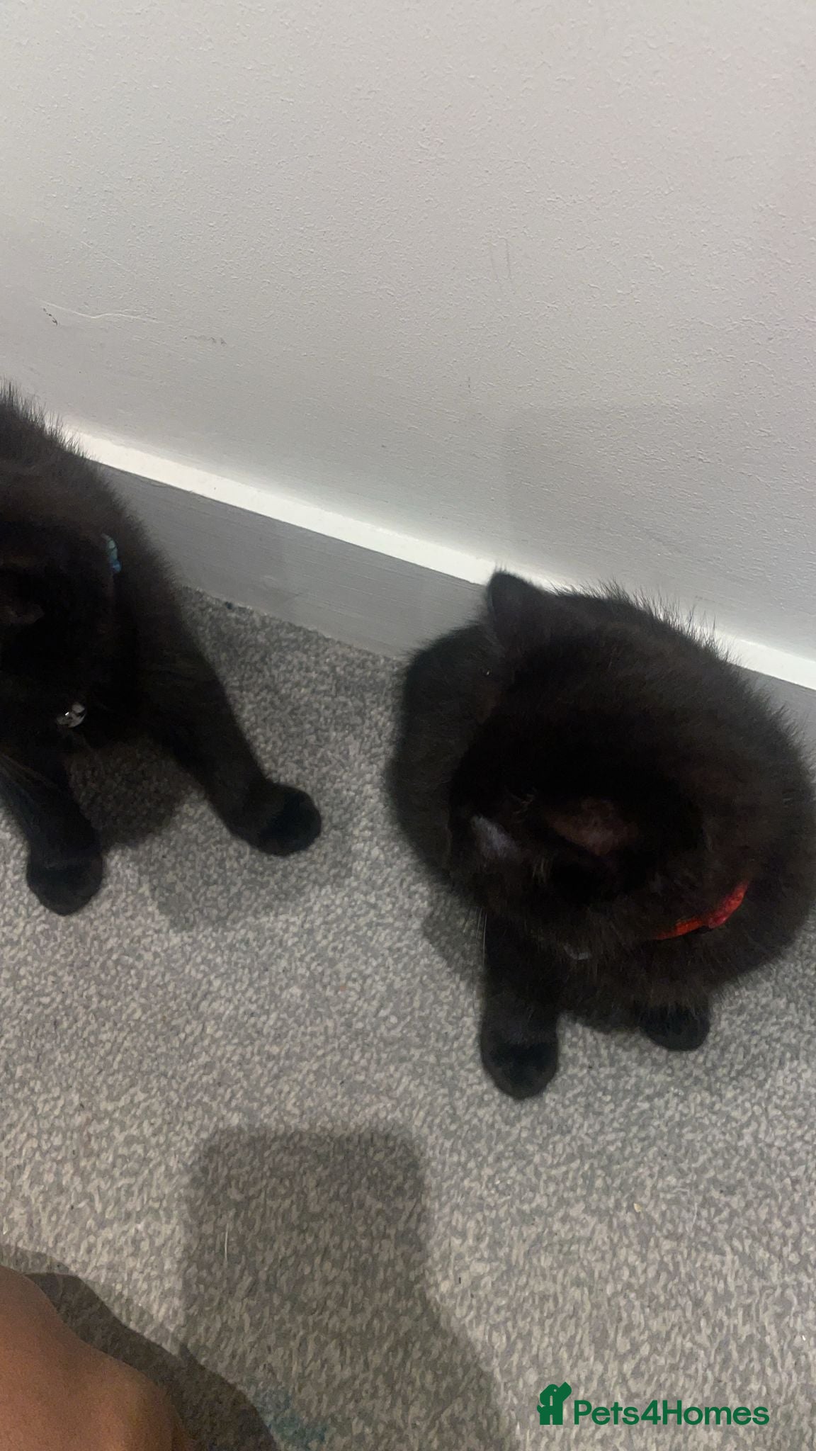 Mixed Breed cats 3 half ragdoll black beauty’s left! - Advert 2