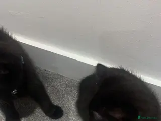 Mixed Breed cats 3 half ragdoll black beauty’s left! - Advert 2