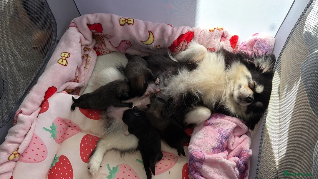 Pomchi dogs for sale: Teddy bear Pomchi puppies  - Advert 17