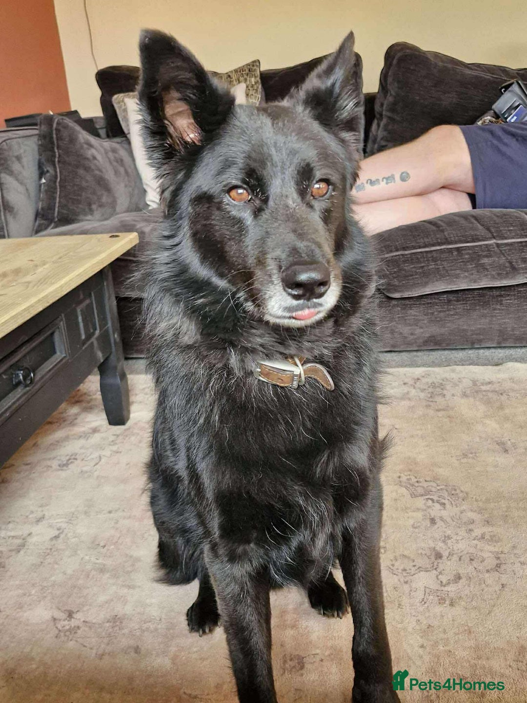 Mixed Breed dogs for adoption: Meet Bear, currently residing in Staffordshire  - Image 6