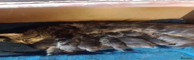Maine Coon 3