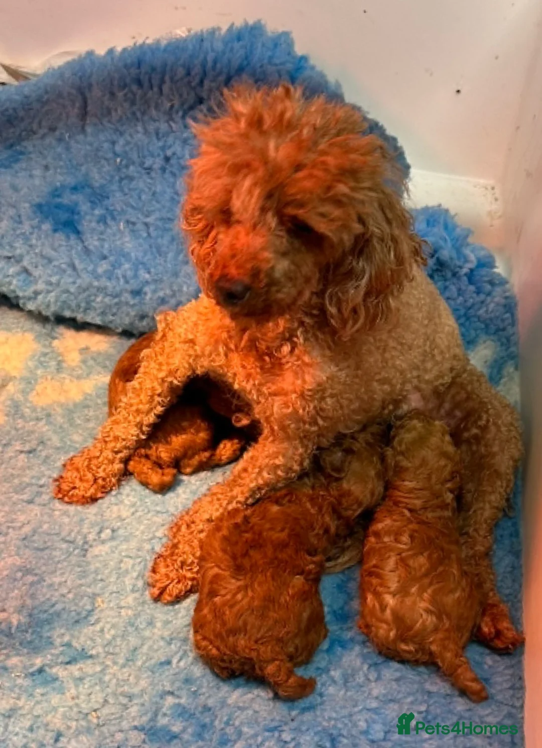 Toy Poodle dogs for sale: 3 wonderful red mini Pure toy Poodle puppies - Advert 1