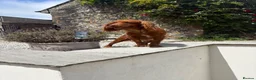 Cockapoo dogs for sale: Red cockerpoo Puppies - Advert 6