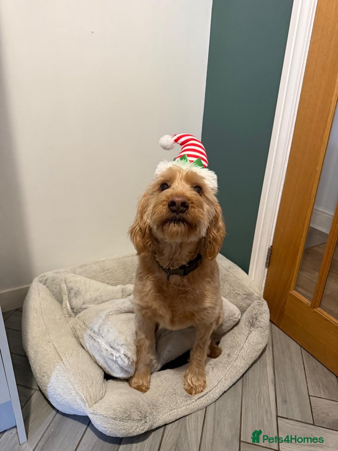 Labradoodle dogs for sale: Apricot Male Labradoodle  - Advert 4