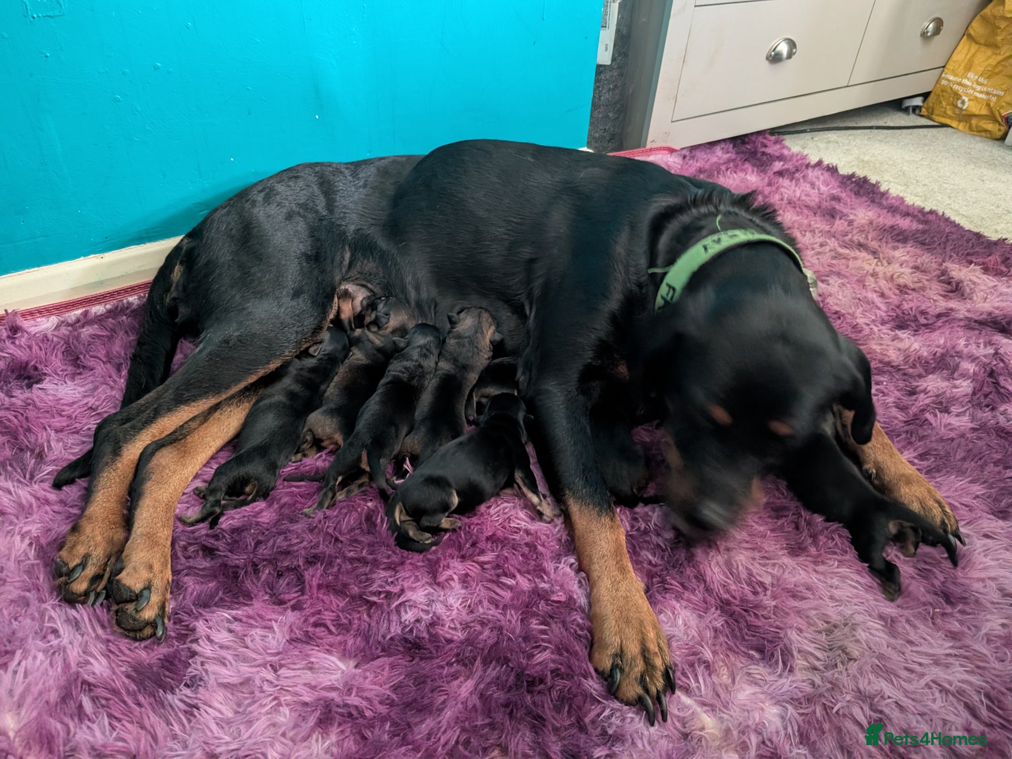 Mixed Breed dogs Rottweiler cross Caucasian Shepherd - Advert 4