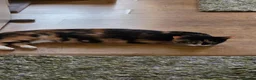 Mixed Breed cats for sale: Tabby Female Kitten - Advert 2