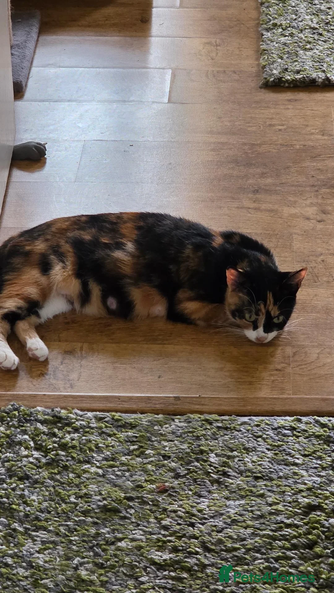 Mixed Breed cats for sale: Tabby Female Kitten - Advert 2