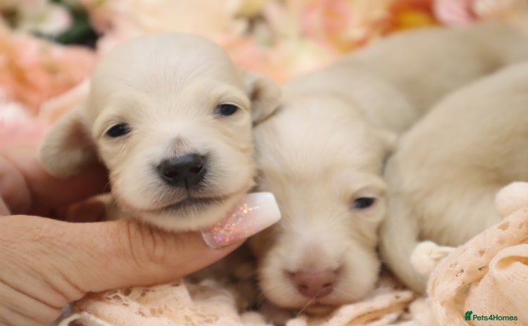 Miniature Dachshund dogs - Advert 7