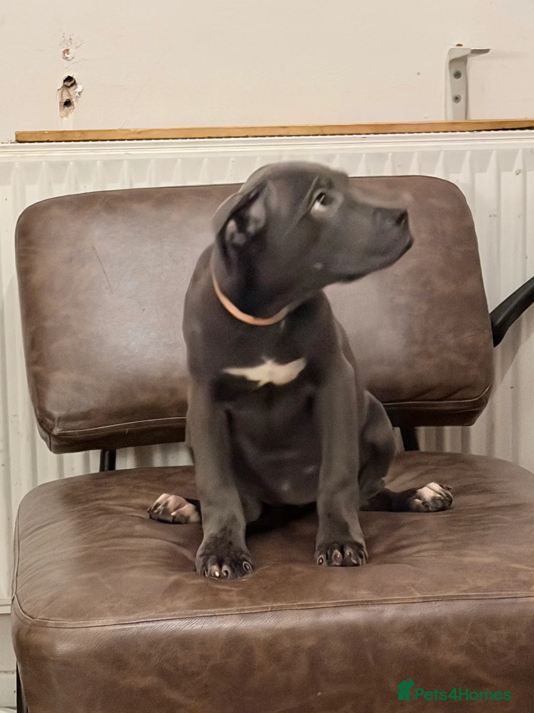 Cane Corso dogs for sale: Cane corso puppies - Advert 13