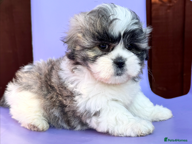 Mixed Breed dogs - Advert 1