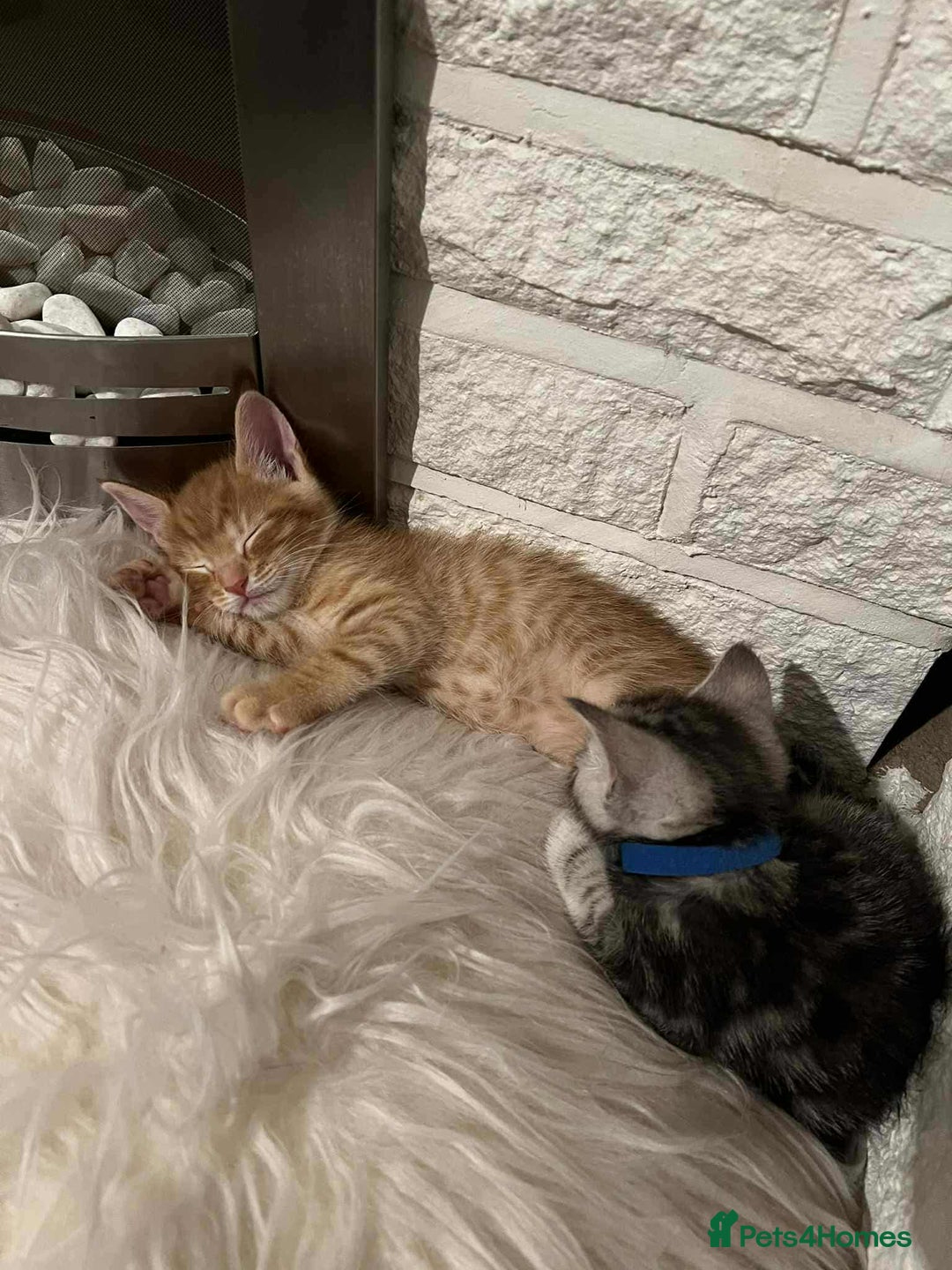 Maine Coon cats for sale: ✨2 Boys and 3 Girls Maine Coon kittens ✨🐾 - Image 11