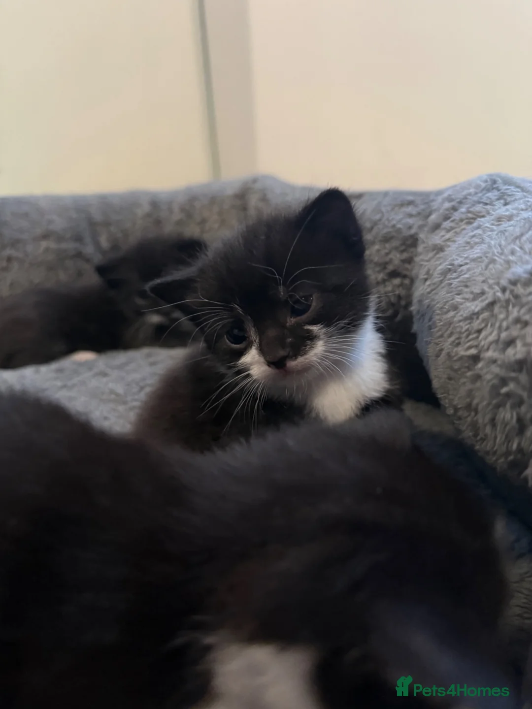 Mixed Breed cats for sale: Beautiful Mother Cat & 4 Lovely Kittens - Advert 22