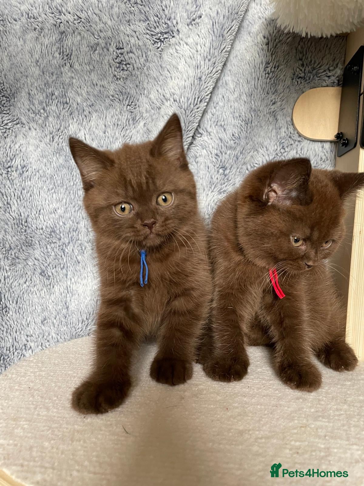 British Shorthair cats for sale: Gorgeous GCCF Chocolate British Shorthair kittens - Advert 5
