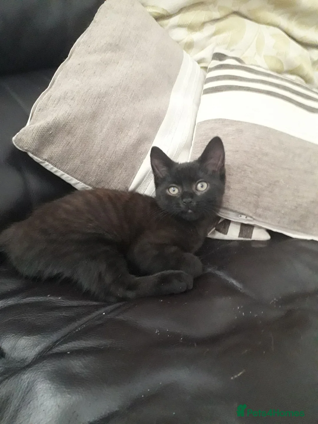 Mixed Breed cats for sale: 2 MALE KITTENS AVAILABLE! in Manchester - Advert 2