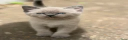 Mixed Breed cats for sale: 5 beautiful kittens  - Advert 20