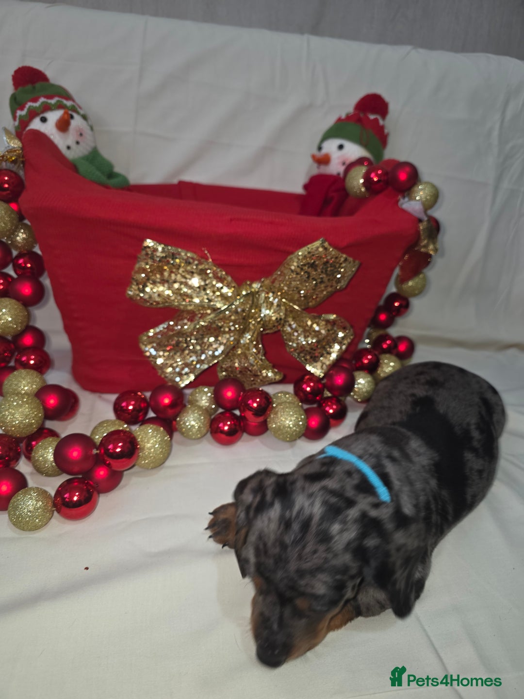 Miniature Dachshund dogs for sale: Miniature dachshund  - Advert 18