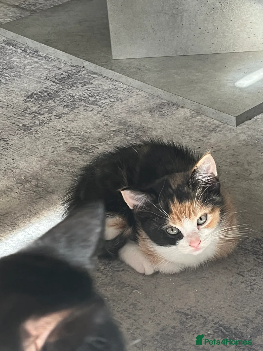 Mixed Breed cats for sale: Last Calico girl left  - Advert 6