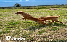 Golden Retriever dogs for sale: Stunning Deep Dark Red Golden Retrievers  - Image 7