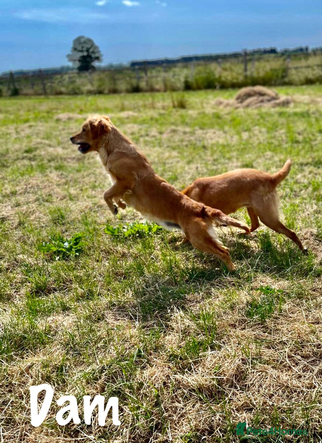 Golden Retriever dogs for sale: Stunning Deep Dark Red Golden Retrievers  - Image 7