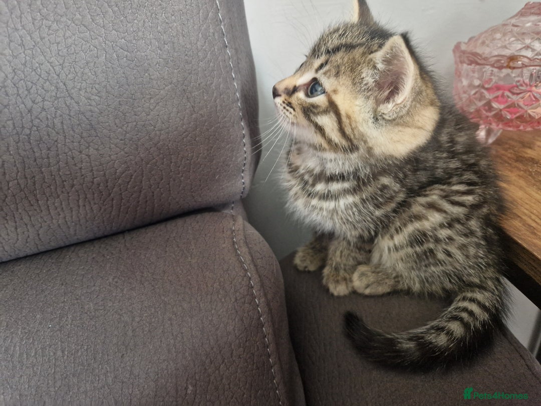 Mixed Breed cats for sale: 5 beautiful kittens 4 female 1 male - Image 23